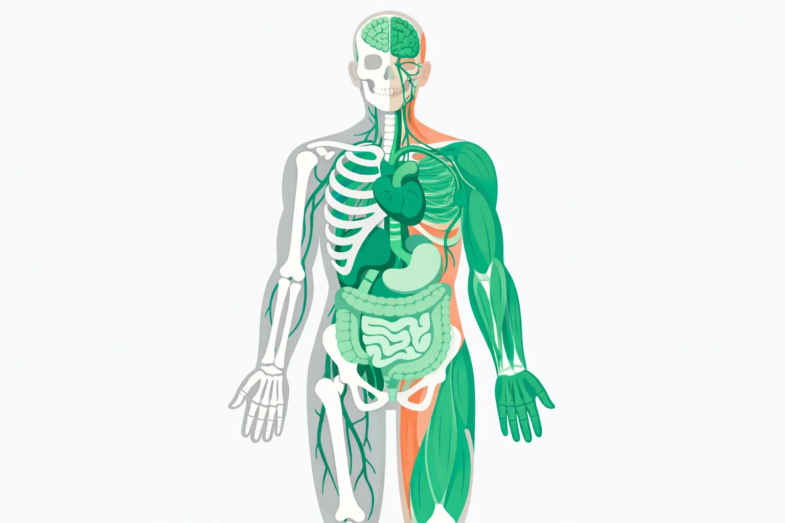 Layered human body diagram labelling the twelve most confused anatomy term pairs across five body systems
